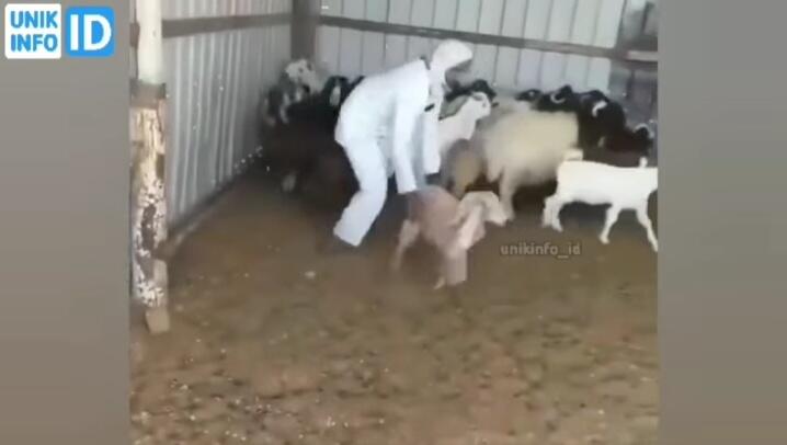 Gak Ada Akhlak, Kambing Pura-pura Mati Saat Ditangkap Hendak Dijadikan Kurban! Parah