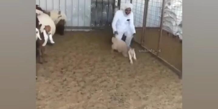 Gak Ada Akhlak, Kambing Pura-pura Mati Saat Ditangkap Hendak Dijadikan Kurban! Parah