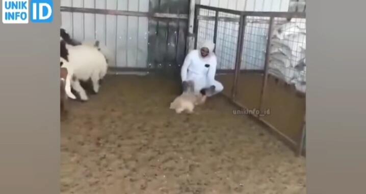 Gak Ada Akhlak, Kambing Pura-pura Mati Saat Ditangkap Hendak Dijadikan Kurban! Parah