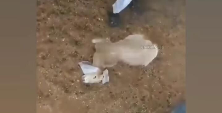Gak Ada Akhlak, Kambing Pura-pura Mati Saat Ditangkap Hendak Dijadikan Kurban! Parah