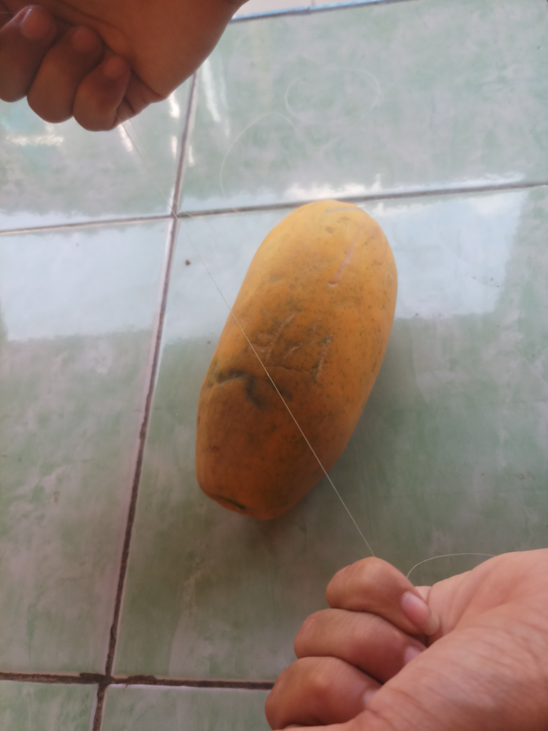 Mengupas Pepaya Menggunakan Benang Layangan.