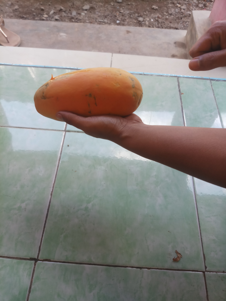 Mengupas Pepaya Menggunakan Benang Layangan.