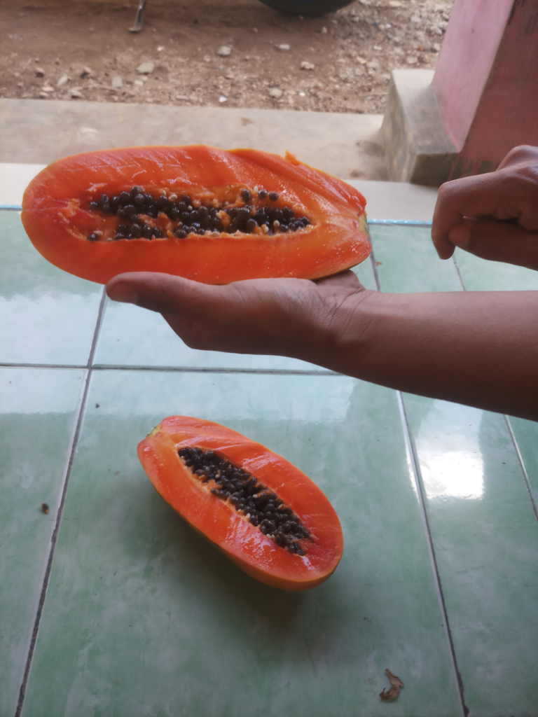 Mengupas Pepaya Menggunakan Benang Layangan.