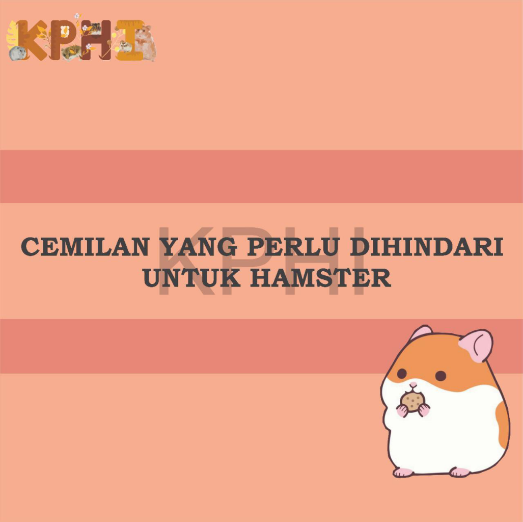 INFO PENTING! Cemilan Yang Dilarang Untuk Konsumsi Hamster