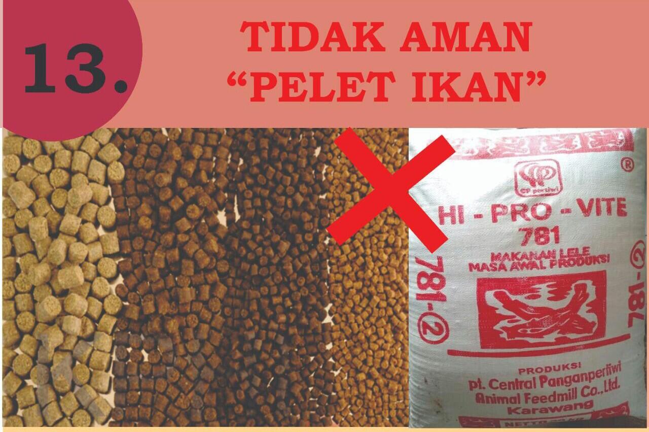 INFO PENTING! Cemilan Yang Dilarang Untuk Konsumsi Hamster