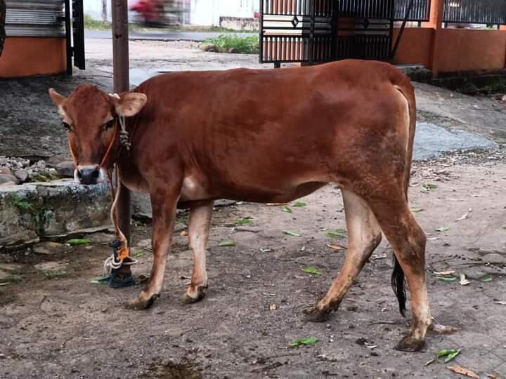 Latihan Berqurban, Pentingkah Bagi Anak-anak? SD 01 Doro Pekalongan Adalah Contohnya