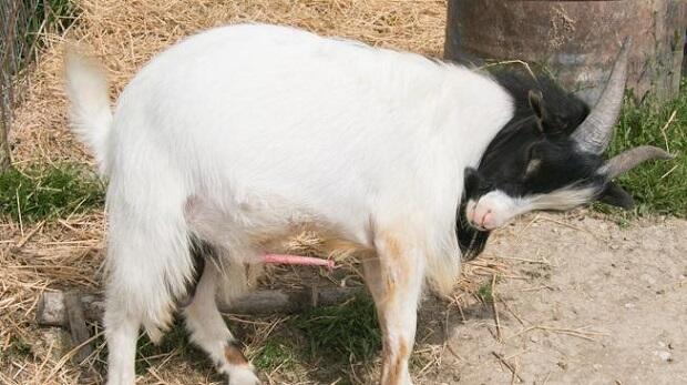 Banyak Orang Percaya Akibat Dari Makan Daging Kambing Ini, Apakah Itu Hanya Mitos?