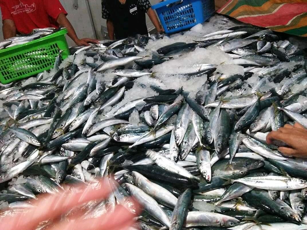Ternyata Bali Juga Sarangnya Pabrik Ikan Selain Pabrik Garmen Tekstil