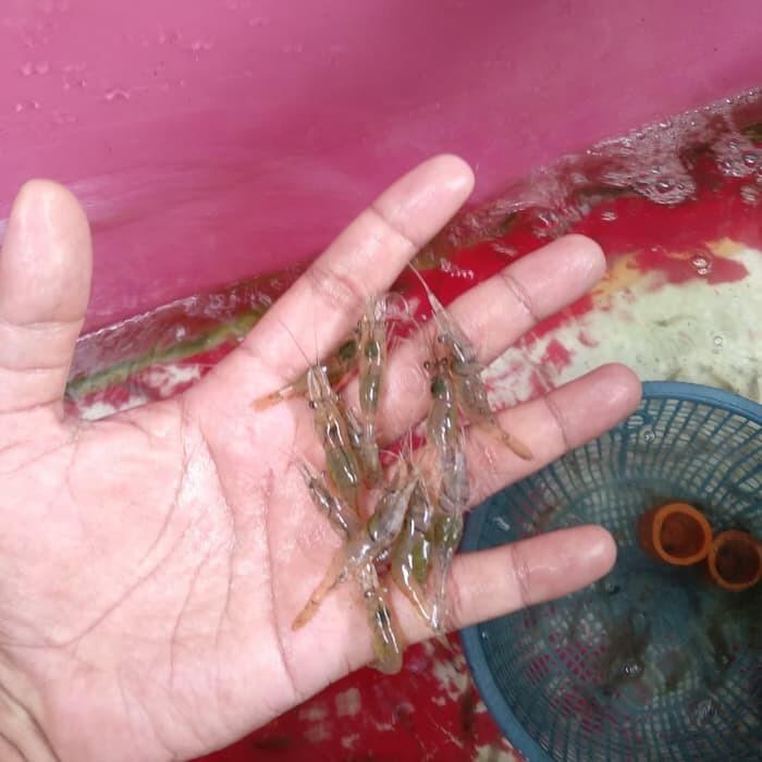 3 Umpan Alami Sepesial Ikan Nila || Paling Populir Bagi Para Angler Mancing