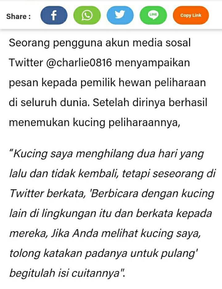 Kucingmu hilang? Pakailah Cara Unik ini Untuk Mencari Kucing yang Hilang