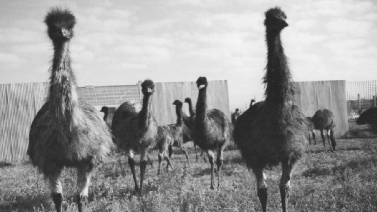 Great Emu War! Perang Antara Australia VS 20000 Burung Emu!