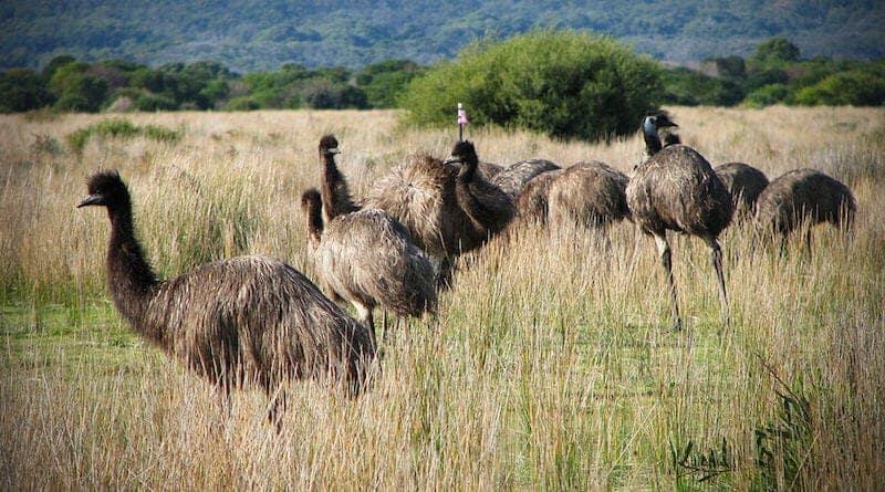 Great Emu War! Perang Antara Australia VS 20000 Burung Emu!