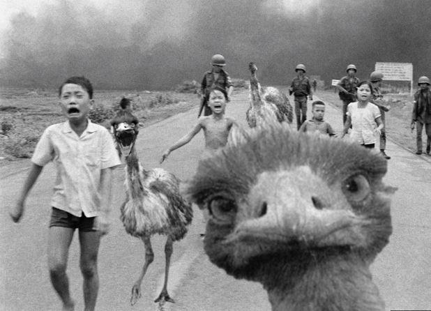 Great Emu War! Perang Antara Australia VS 20000 Burung Emu!