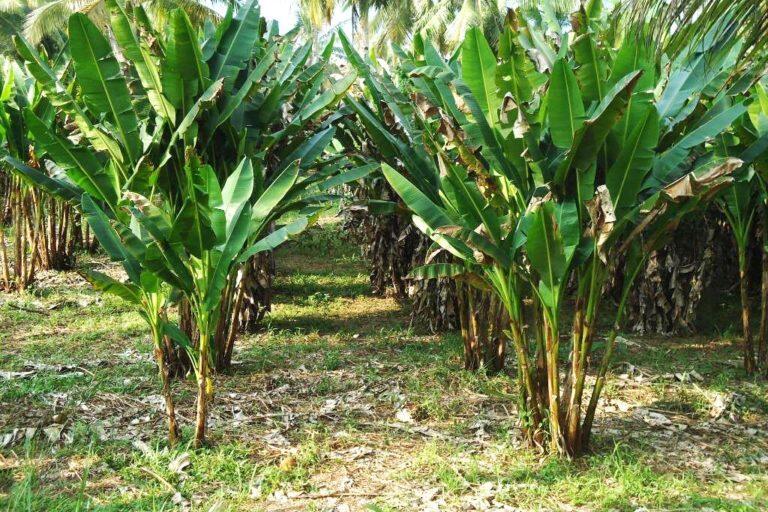 Ternyata Uang Dollar Dibuat dari Serat Pisang di Kabupaten Talaud, Bentuknya Begini..