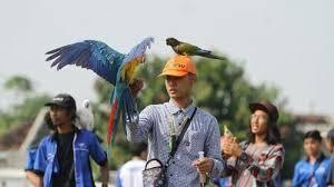 Kenapa Burung Paruh Bengkok Mudah Dilatih?