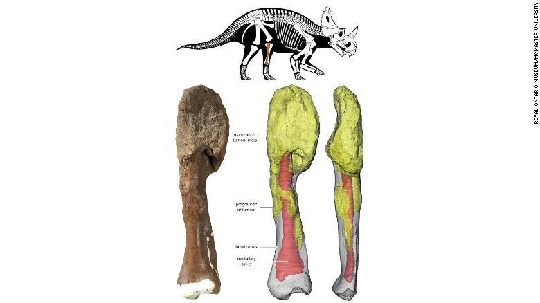Dinosaurus Didiagnosis dengan Kanker Tulang