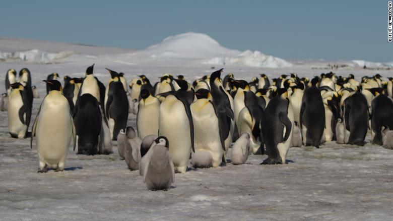 Satelit mengungkapkan koloni penguin baru di Antartika