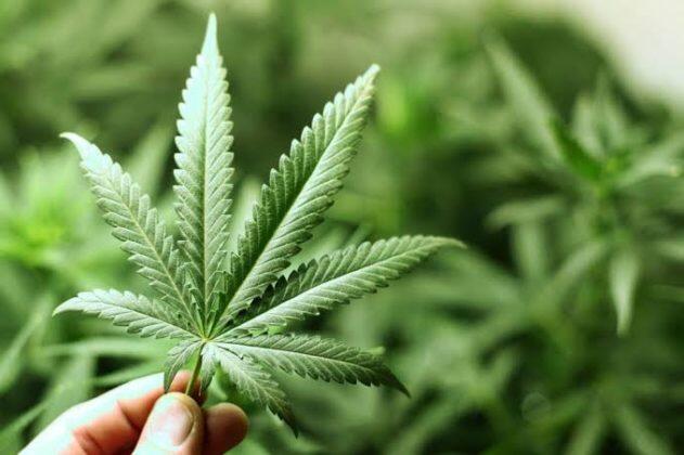 Studi Baru tentang Ganja: Apakah Baik Untuk Jantung ?