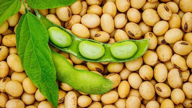 Makanan Yang Bermanfaat Untuk Kesehatan Organ Kewanitaan