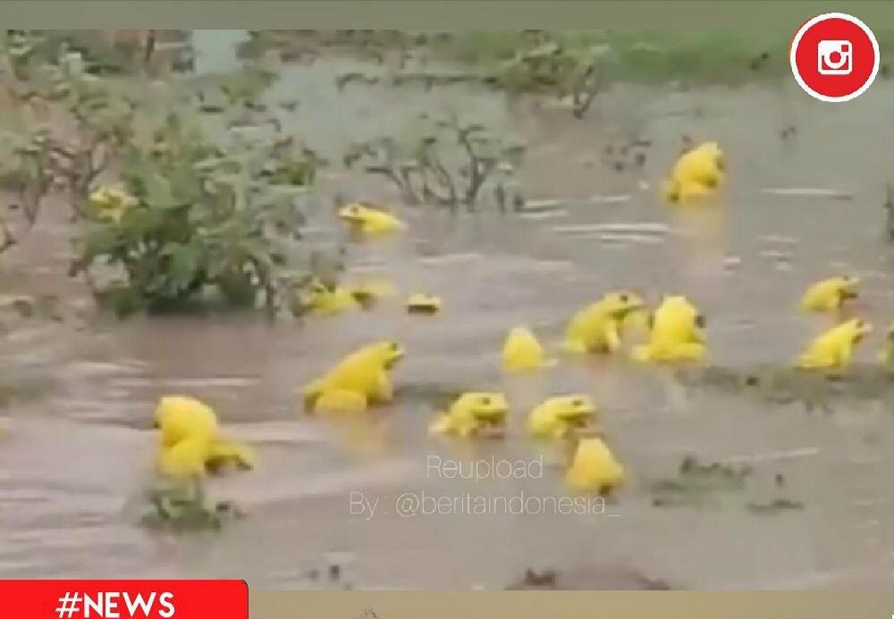 Heboh! Banyak Katak Berwarna Kuning Muncul di India! Pertanda Apa, ya?