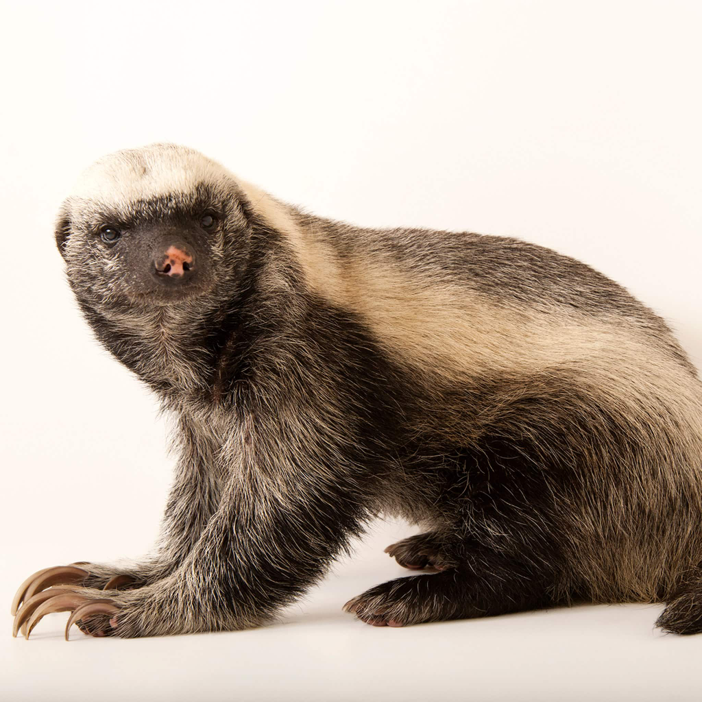 Balasan dari Ratel Honey Badger Hewan  Paling Barbar Di 