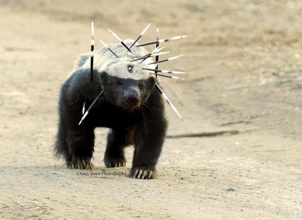 Ratel (Honey Badger), Hewan Paling Barbar Di Muka Bumi!