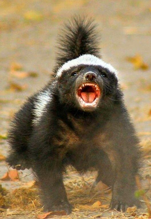 Balasan dari Ratel (Honey Badger), Hewan Paling Barbar Di Muka Bumi