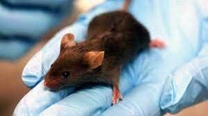 Tikus Masuk Vagina Gara-gara Tidur Enggak Pake Celana.
