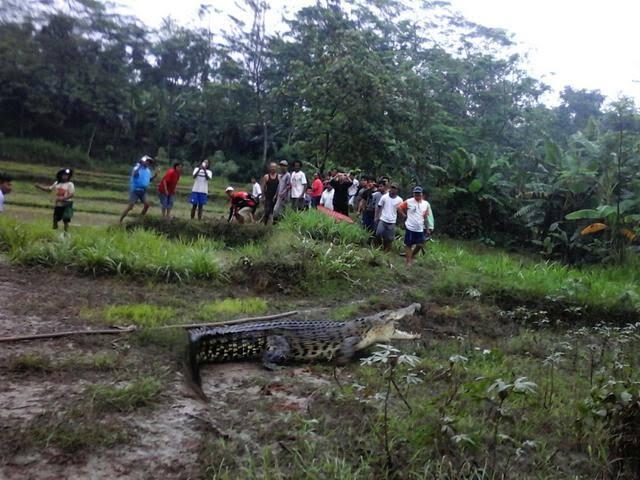 Buaya Ga Ada Akhlak, Malah Main-Main Di Sawah 