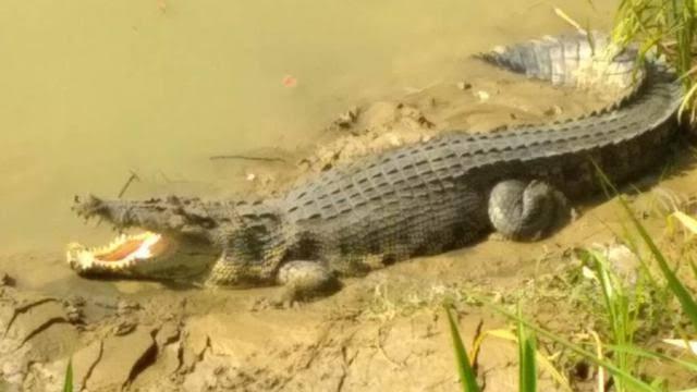 Buaya Ga Ada Akhlak, Malah Main-Main Di Sawah 