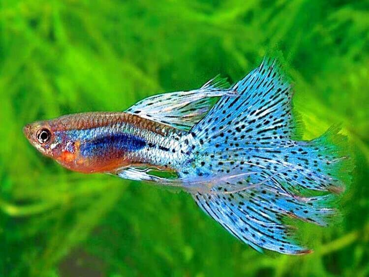 Jenis Jenis Ikan Aquascape