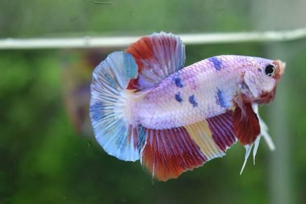 Jenis Jenis Ikan Aquascape