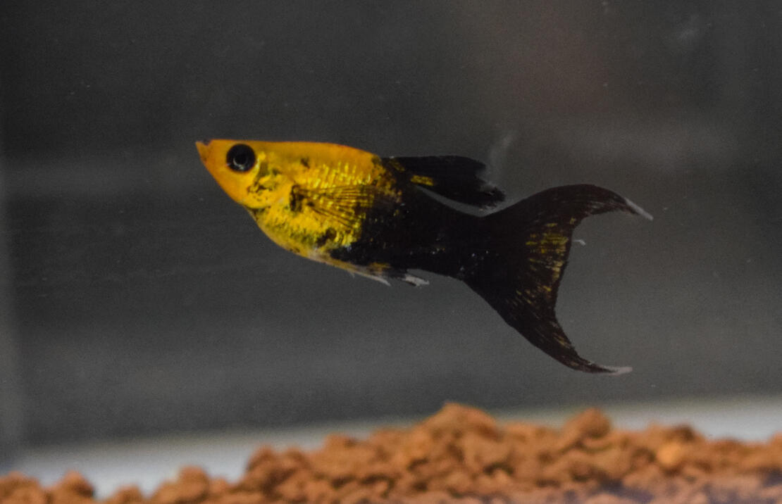 Jenis Jenis Ikan Aquascape