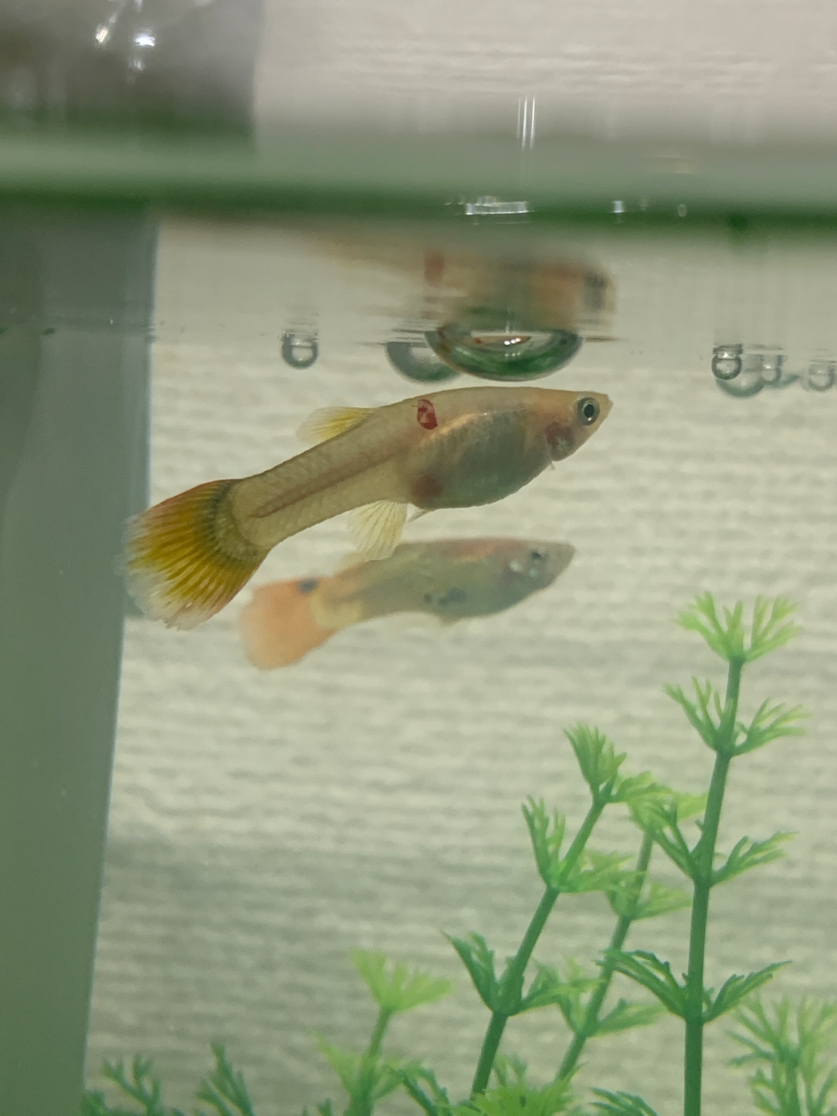 Bantu Ikan Guppy Sakit :(