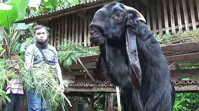 Viral! Kambing Beraroma Pandan Hebohkan Warga Banyuwangi