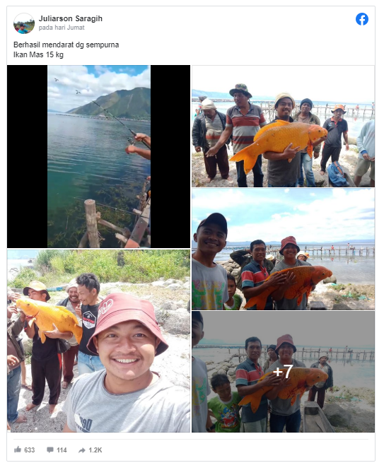 Viral! Ikan Mas Raksasa Ditangkap Danau Toba, Netizen Khawatir Ada Bencana Datang