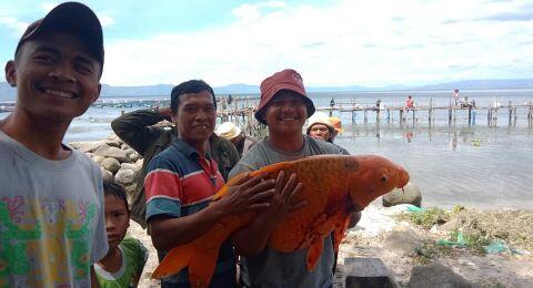 Viral Ikan Mas Raksasa Danau Toba Tertangkap, Warga Khawatir Musibah