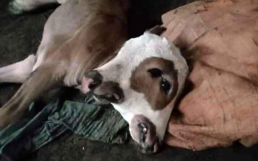Anak Sapi Berkepala 2 & Bermata 4 Bikin Geger Warga Probolinggo