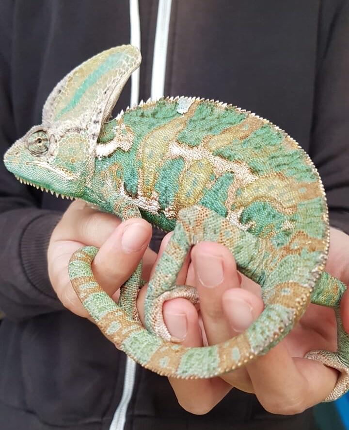 Terjual Veiled Chameleon Male Kaskus