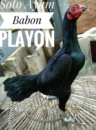 Soto Ayam Babon Playon