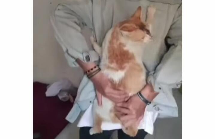 Kisah Haru Pria Berikan Pertolongan Pada Kucing Melahirkan, Viral Tuai Banyak Pujian!