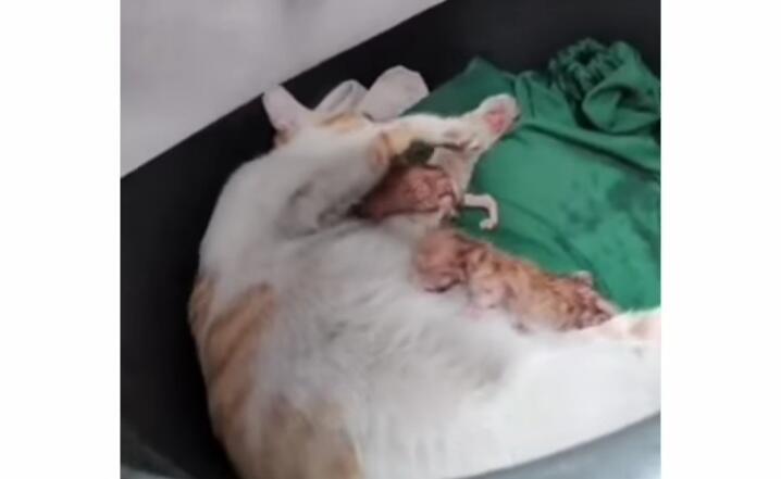Kisah Haru Pria Berikan Pertolongan Pada Kucing Melahirkan, Viral Tuai Banyak Pujian!