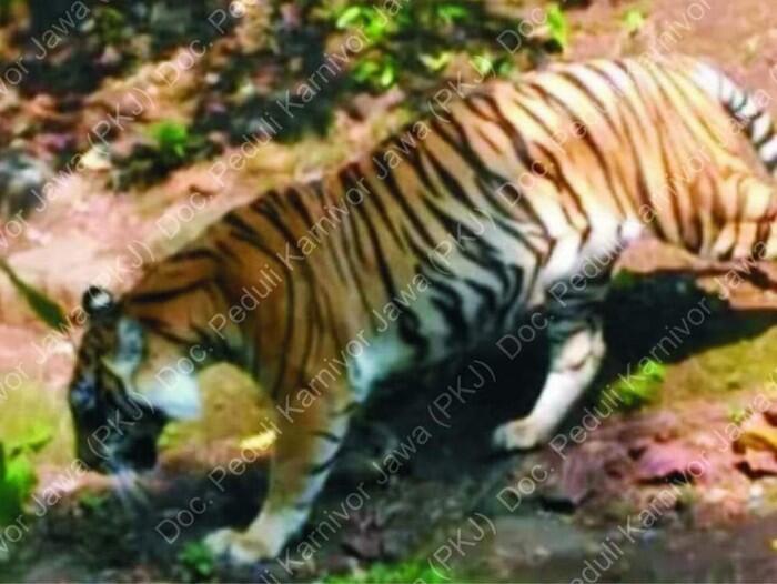 Peneliti: Harimau Jawa Dijumpai di Hutan Angker Jateng