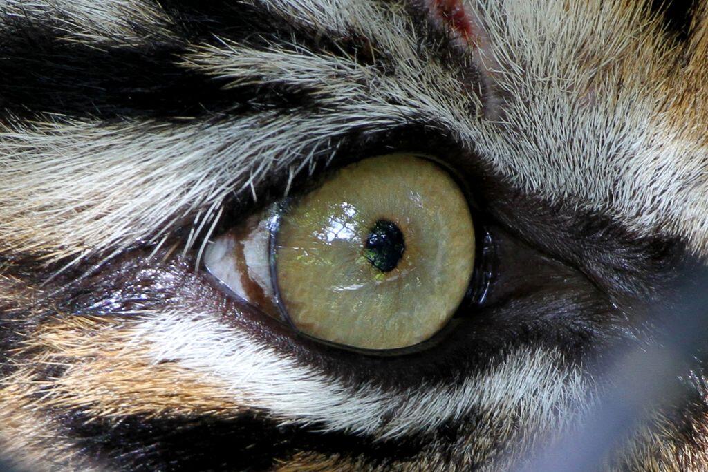 Peneliti: Harimau Jawa Dijumpai di Hutan Angker Jateng