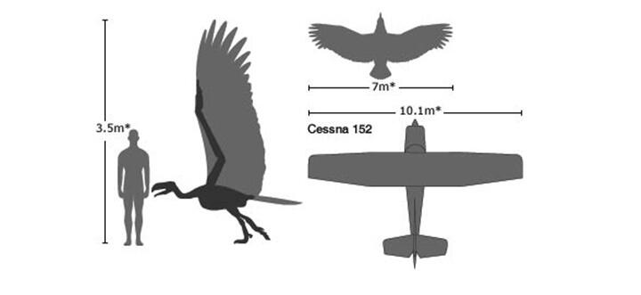 Argentavis, Si Burung Raksasa Misterius Yang Mitosnya Punya Kepakkan Sayap Bak Petir