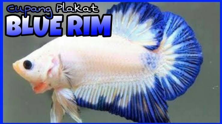Cupang Blue Rim, Ikan Hias Indah Yang Sering Dilombakan