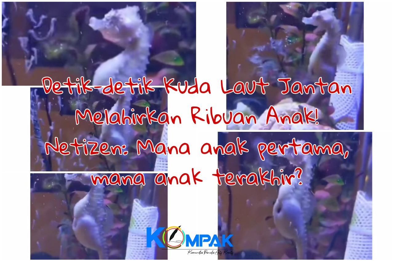 Detik-detik Kuda Laut Jantan Melahirkan Ribuan Anak! Netizen: Mana Anak yang Pertama?