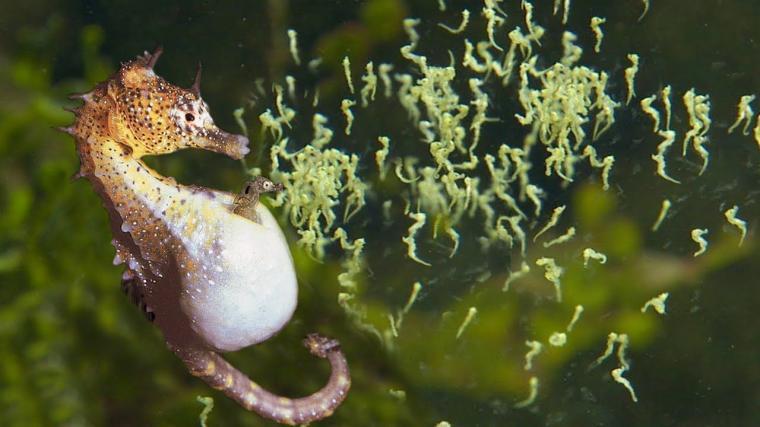 Detik-detik Kuda Laut Jantan Melahirkan Ribuan Anak! Netizen: Mana Anak yang Pertama?