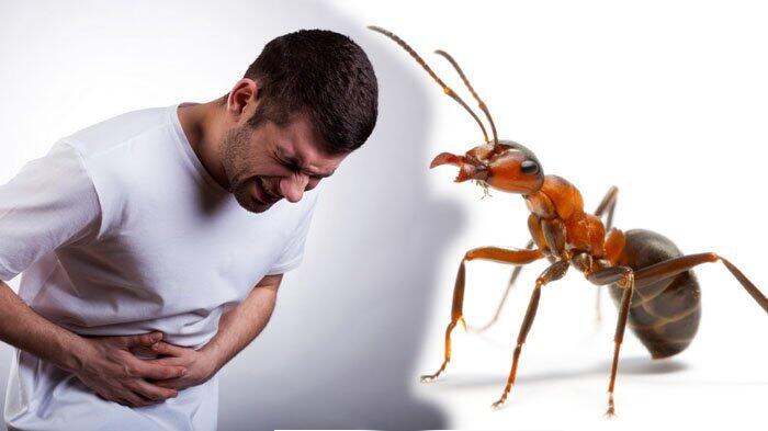 Makanan Dikerumuni Semut? Jangan Dimakan! Atau Kalian Akan Mengalami Penyakit Ini!