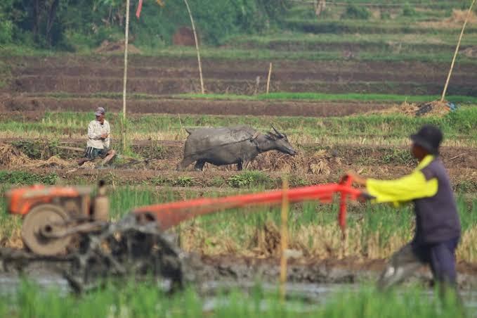 Petani Jabar Diingatkan Ancaman Hama Musim Kemarau